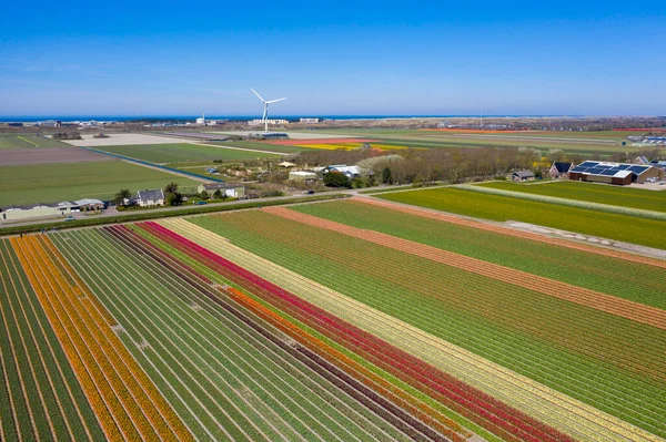 Drone Photo Beautiful Flower Landscape Tulips Dutch Spring Contrasting Colors — ストック写真