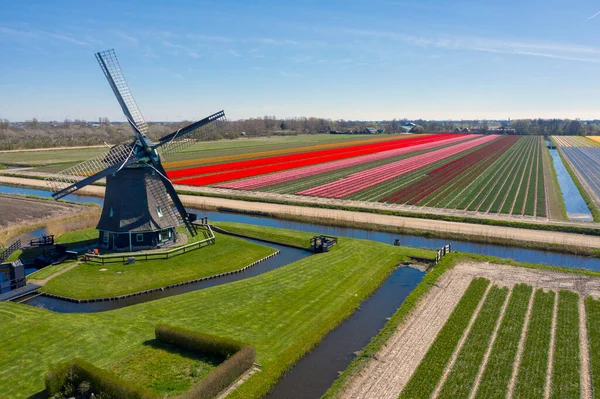 Moulin Vent Hollandais Bois Avec Beau Paysage Tulipes Photo Typiquement — Photo