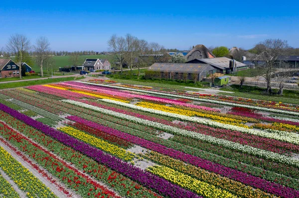 荷兰春天 一张用郁金香装饰的美丽花景的无人机照片 相反的颜色会让你很开心 — 图库照片