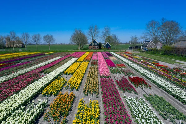 Drone Fénykép Egy Gyönyörű Virág Táj Tulipán Holland Tavasszal Ellentétes — Stock Fotó