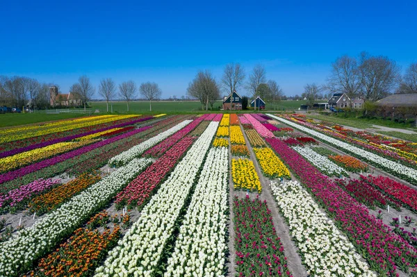 Drohnenfoto Einer Schönen Blumenlandschaft Mit Tulpen Holländischen Frühling Die Kontrastierenden — Stockfoto