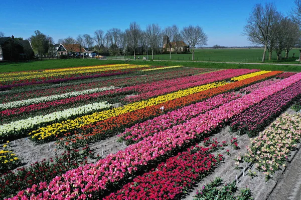 Drone Photo Beautiful Flower Landscape Tulips Dutch Spring Contrasting Colors — Stok fotoğraf