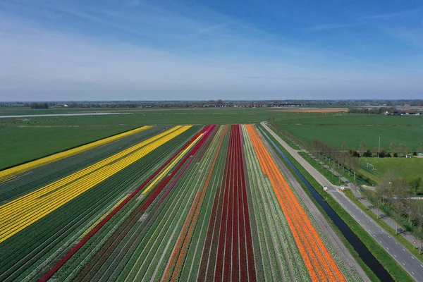 Hollanda ilkbaharında laleli güzel bir çiçek manzarasının drone fotoğrafı. Zıt renkler seni mutlu edecek..