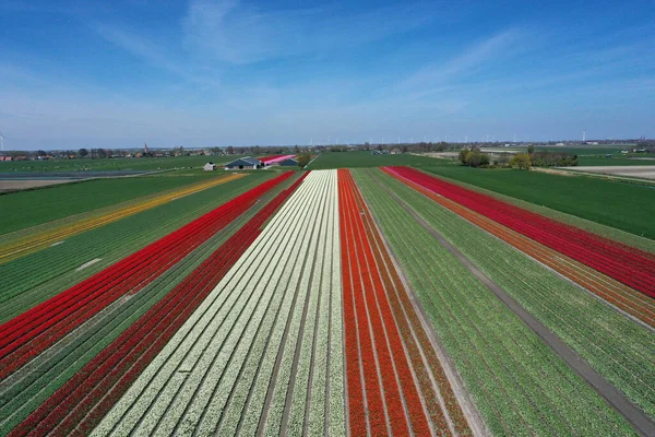Hollanda ilkbaharında laleli güzel bir çiçek manzarasının drone fotoğrafı. Zıt renkler seni mutlu edecek..
