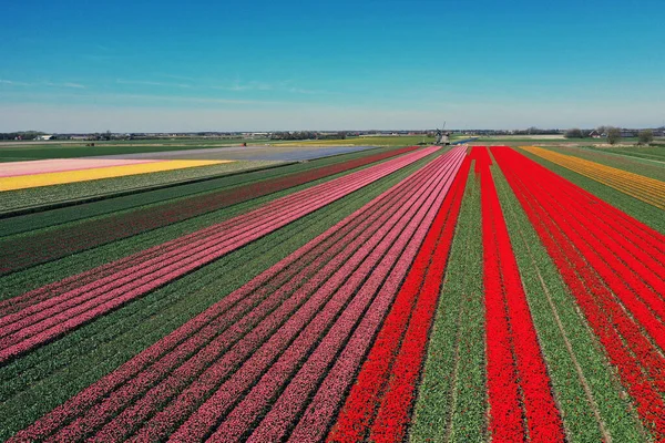 Drone Photo Beautiful Flower Landscape Tulips Dutch Spring Contrasting Colors Stockfoto