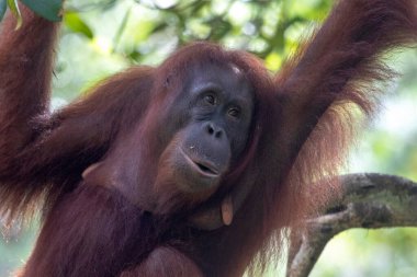Kuching, Borneo, Malezya 'daki Semenggoh Doğa Rezervi' nde Vahşi Bornean orangutanı (Pongo pigmaeus).
