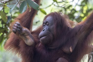 Kuching, Borneo, Malezya 'daki Semenggoh Doğa Rezervi' nde Vahşi Bornean orangutanı (Pongo pigmaeus).