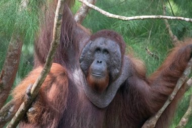 Kuching, Borneo, Malezya 'daki Semenggoh Doğa Rezervi' nde Vahşi Bornean orangutanı (Pongo pigmaeus).