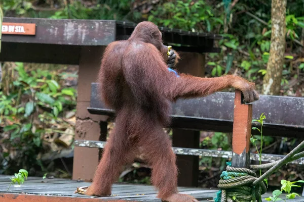 Orango Borneo Selvatico Pongo Pygmaeus Nella Riserva Naturale Semenggoh Kuching — Foto Stock