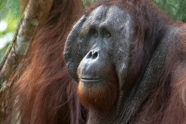 Дикий Борнеанский Орангутанг Pongo Pygmaeus Заповеднике Семенгох Кучинге Борнео Малайзия — стоковое фото
