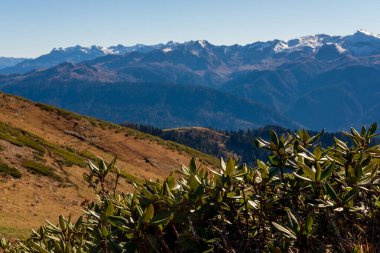 Rusya 'nın Sochi kentindeki 