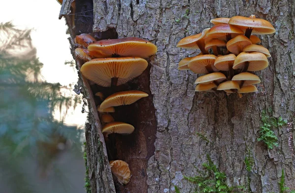 Фламулінові велюти відомі зимові їстівні гриби . — стокове фото