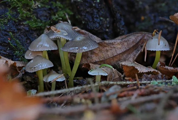 Cogumelos silvestres perto macro tiro — Fotografia de Stock