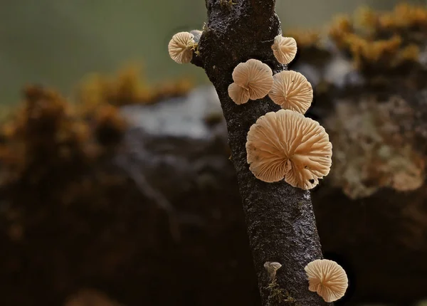 Wild forest mushrooms close up macro shoot — Stock Photo, Image