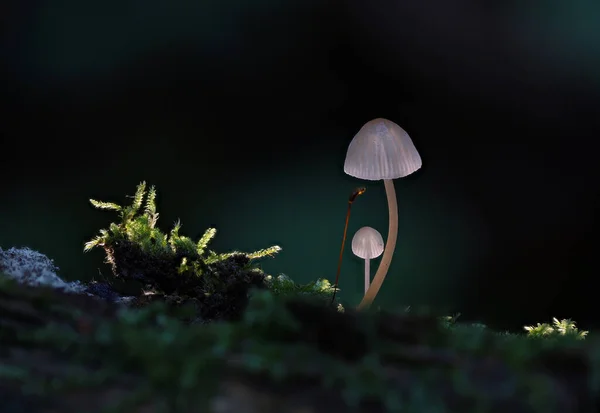 Vahşi orman mantarları makro çekim alanını kapatır.