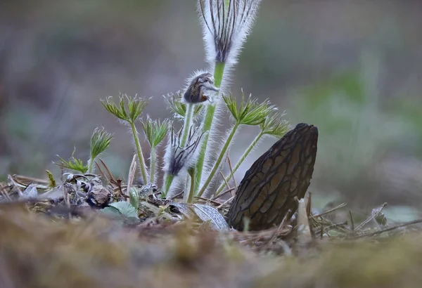 Pasqueflower 'ın önünde yenilebilir bahar mantarı Morchella Conica Morel.
