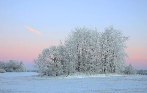 Tôt le matin de décembre Hoarfrost beauté — Photo