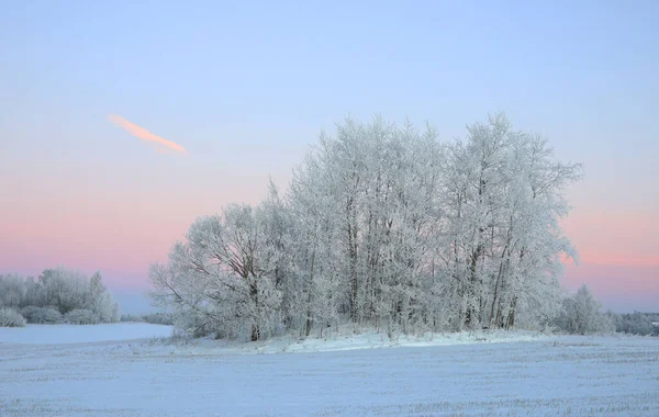 Časný prosinec ráno Hoarfrost krásy — Stock fotografie