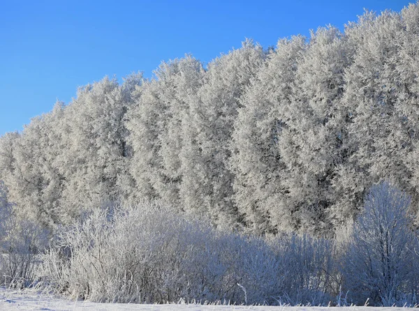 December elején reggel Hoarfrost szépség — Stock Fotó