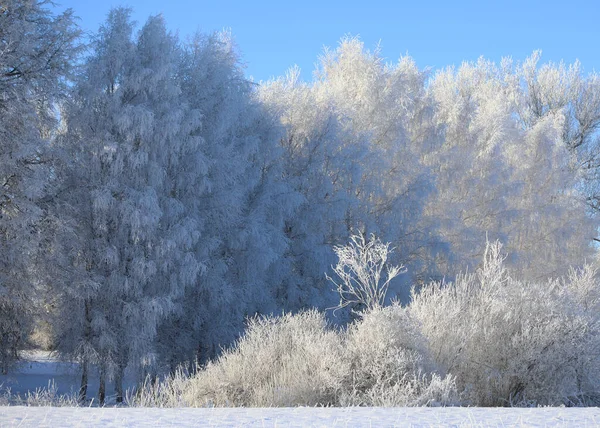 De manhã cedo dezembro Hoarfrost beleza — Fotografia de Stock