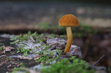 Vahşi orman mantarı makro fotoğrafçılığı kapat