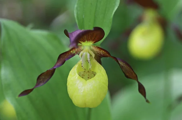 Nesli tükenmekte olan nadir vahşi orkide türleri Cypripedium kalceolus veya Lady 's terlik orkidesi