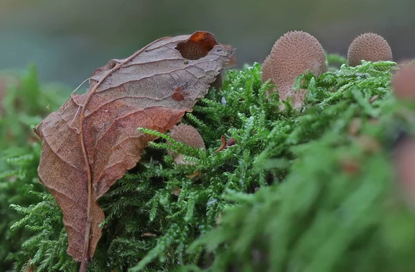 Vahşi orman mantarı makro fotoğrafçılığı kapat