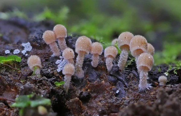 Wilder Waldpilz Nahaufnahme Makrofotografie — Stockfoto