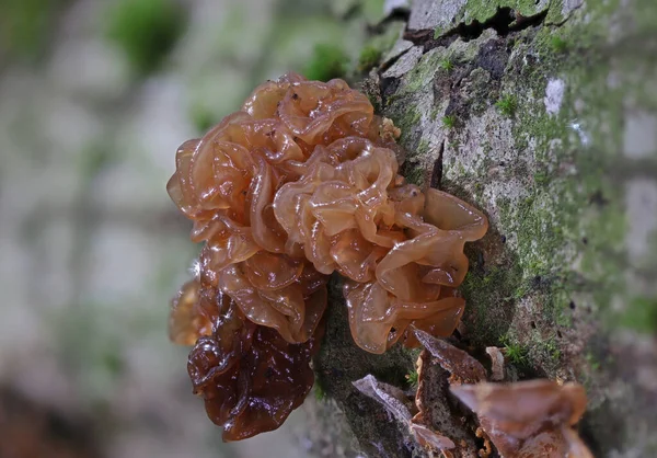 Wild Forest Mushroom Close Macro Photography — Stock Photo, Image