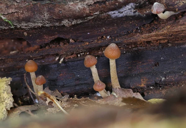 Wild Forest Mushroom Close Macro Photography — Stock Photo, Image
