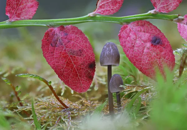 Vahşi orman mantarı makro fotoğrafçılığı kapat