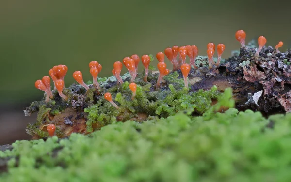野生森林蘑菇秋天近距离宏观摄影 — 图库照片
