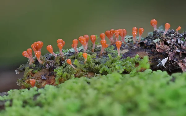 Wilde Waldpilze Herbst Nahaufnahme Makrofotografie — Stockfoto