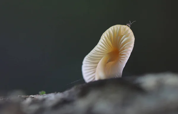 Selvatici Funghi Foresta Autunno Vicino Macro Fotografia — Foto Stock