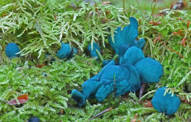 Vahşi orman mantarları sonbaharda makro fotoğrafçılığı kapatın.