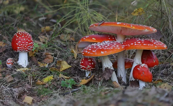 Wilde Waldpilze Herbst Nahaufnahme Makrofotografie — Stockfoto