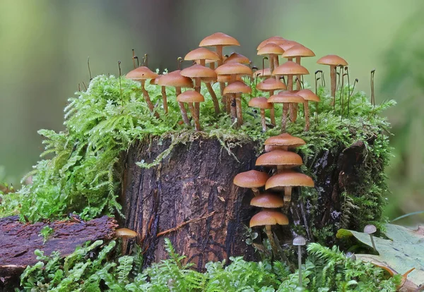 Selvatici Funghi Foresta Autunno Vicino Macro Fotografia — Foto Stock