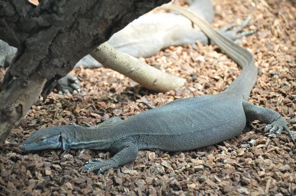 Lézard — Photo