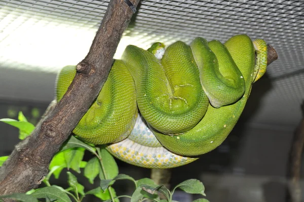 Serpent venimeux — Photo