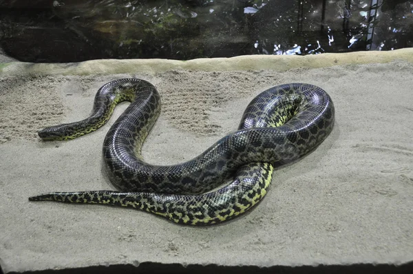 Jedovatý had — Stock fotografie