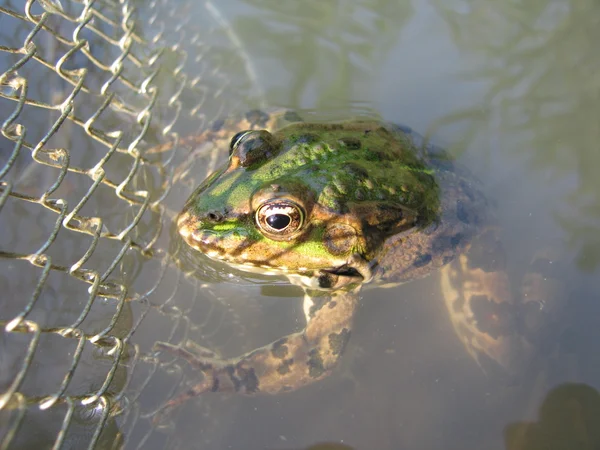 Mini Grenouille en rivière — Photo