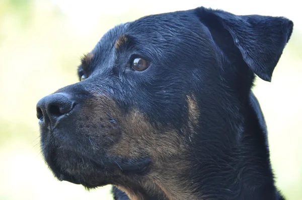 Stor hund — Stockfoto