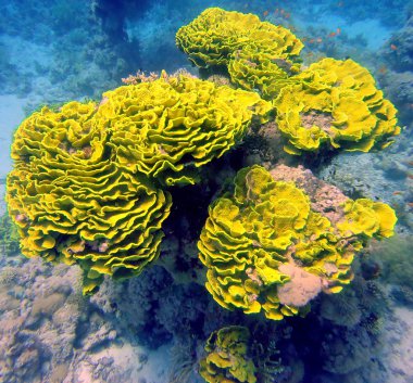 Kızıl Deniz balık ve mercan