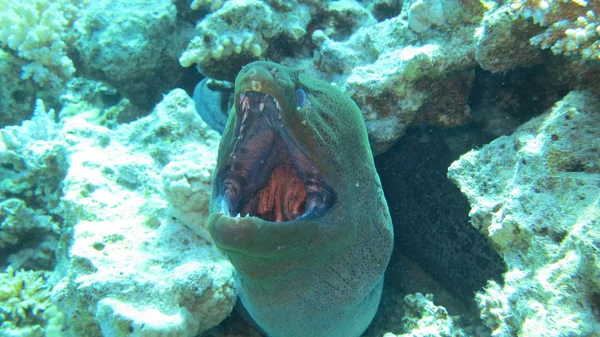ปลาทะเลแดงและปะการัง — ภาพถ่ายสต็อก
