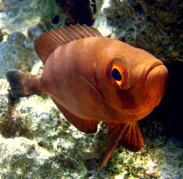 Rode Zee vissen en koralen — Stockfoto