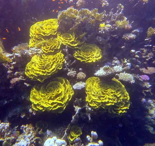 Kızıl Deniz balık ve mercan — Stok fotoğraf