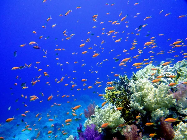 Рыба и кораллы Красного моря — стоковое фото