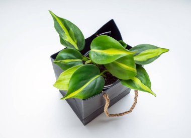 Philodendron Scandens Brasil, Araceae familyasından bir bitki cinsidir.