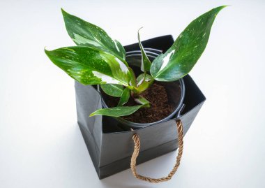 Philodendron Beyaz Prenses, Araceae familyasından bir bitki cinsidir.