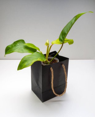 Philodendron limonu, Araceae familyasından bir bitki cinsidir.